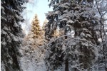 Зимний солнечный лес